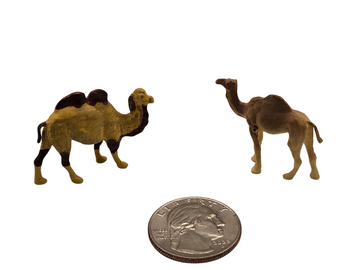 Camels