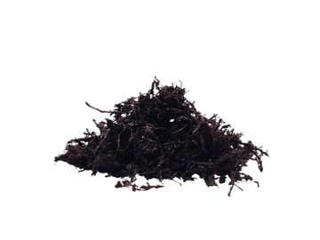 Rangos Rug Newt