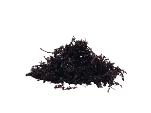 Rangos Rug Newt