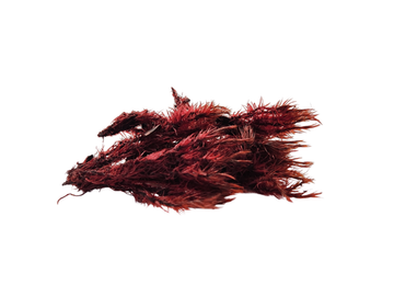 Silk Root Amaranth