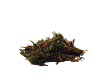 Silk Root Gator