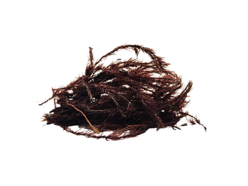 Silk Root Newt