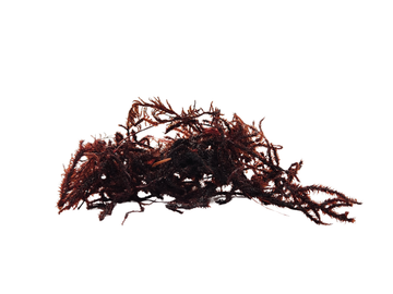 Spider Legs Amaranth