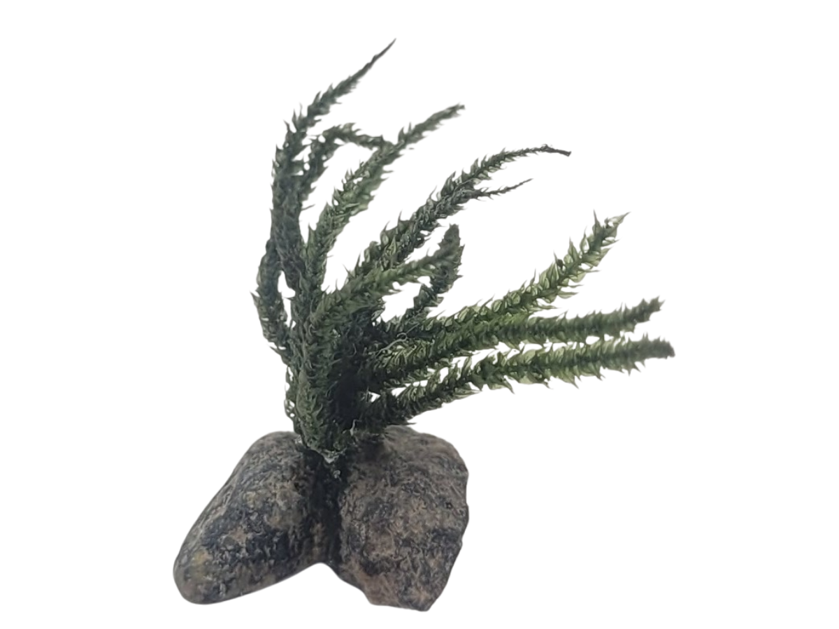 Rock with Moss
