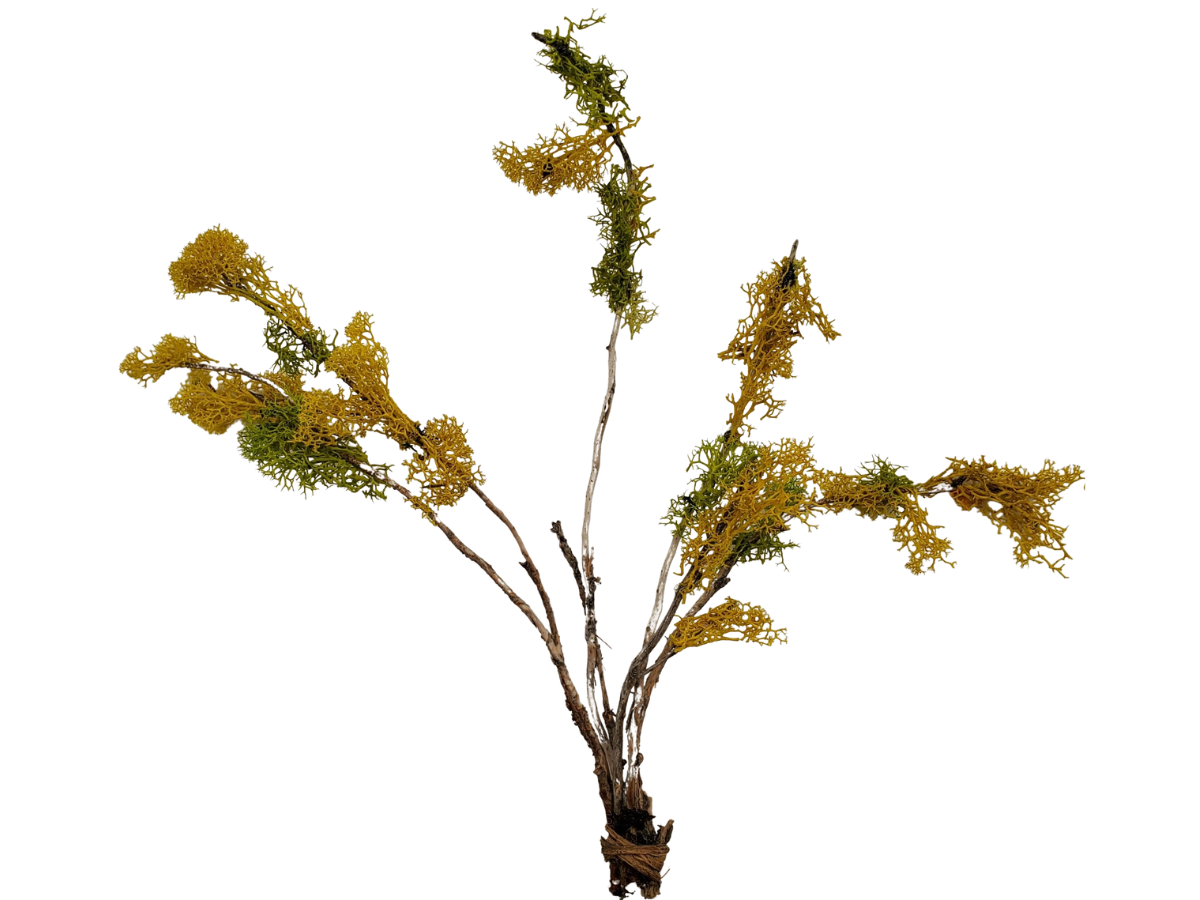 Wide Yellow Tree
