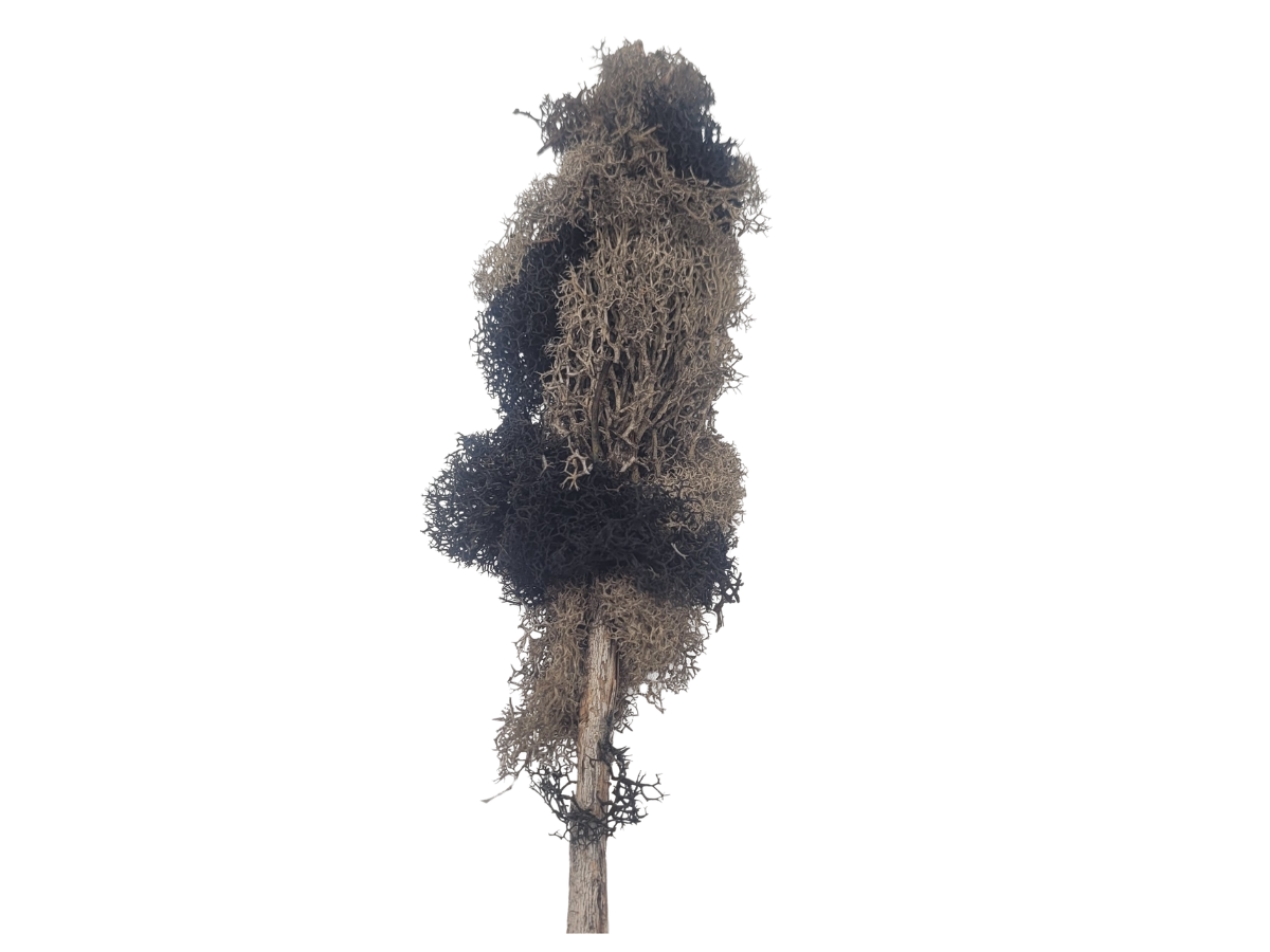 Black and Gray Tree