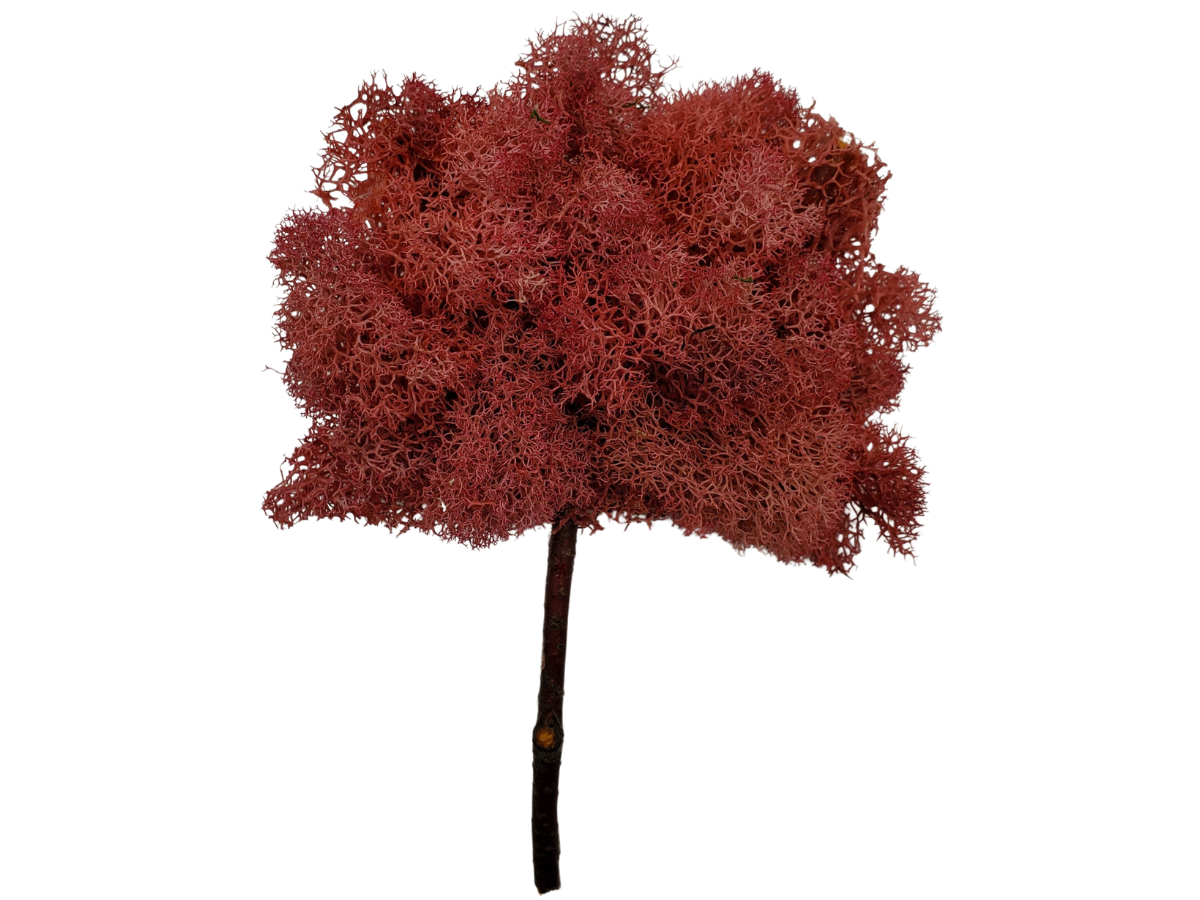 Cherry Blossom