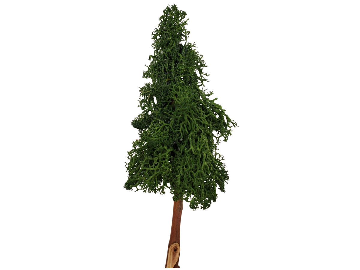 Pine Tree