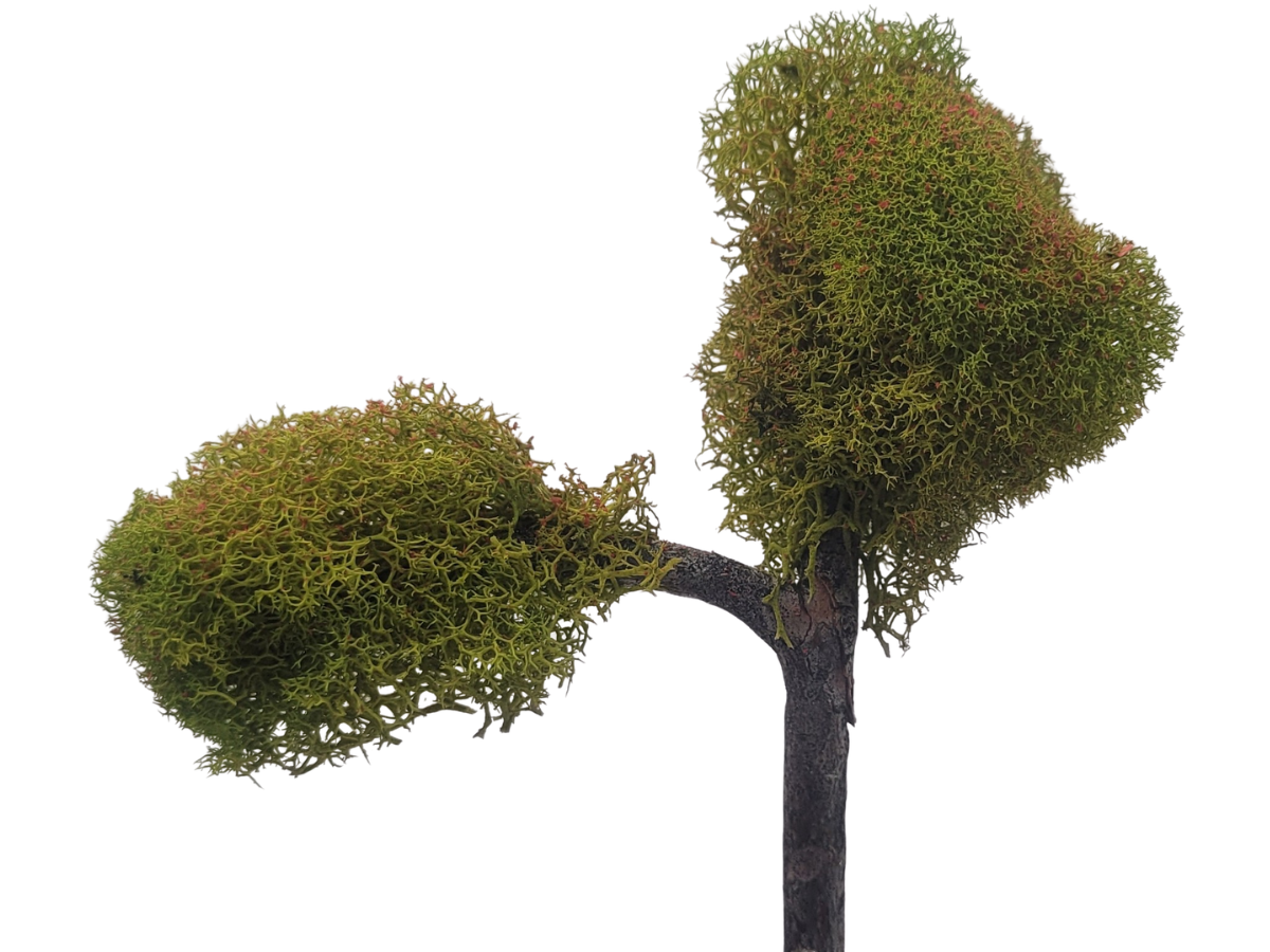 Little Green Tree
