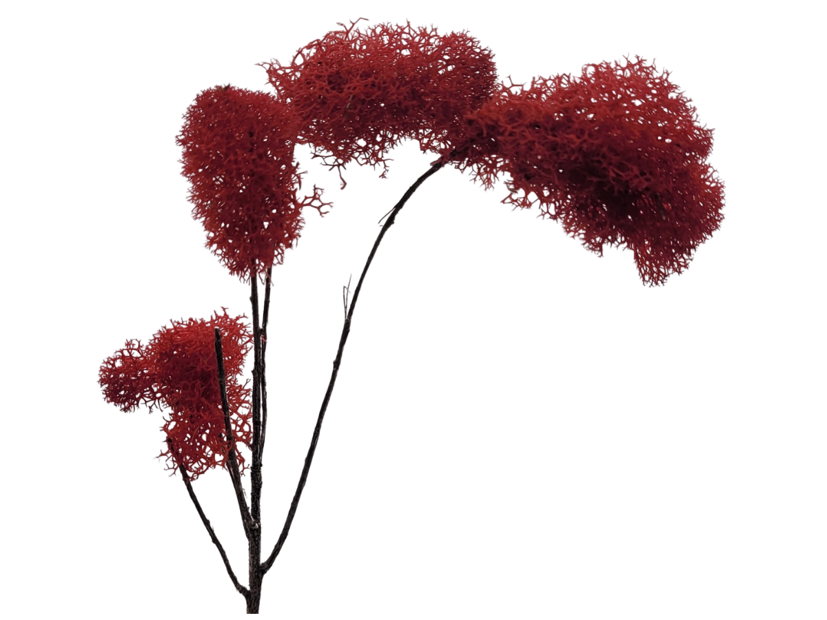 Droopy Red Tree