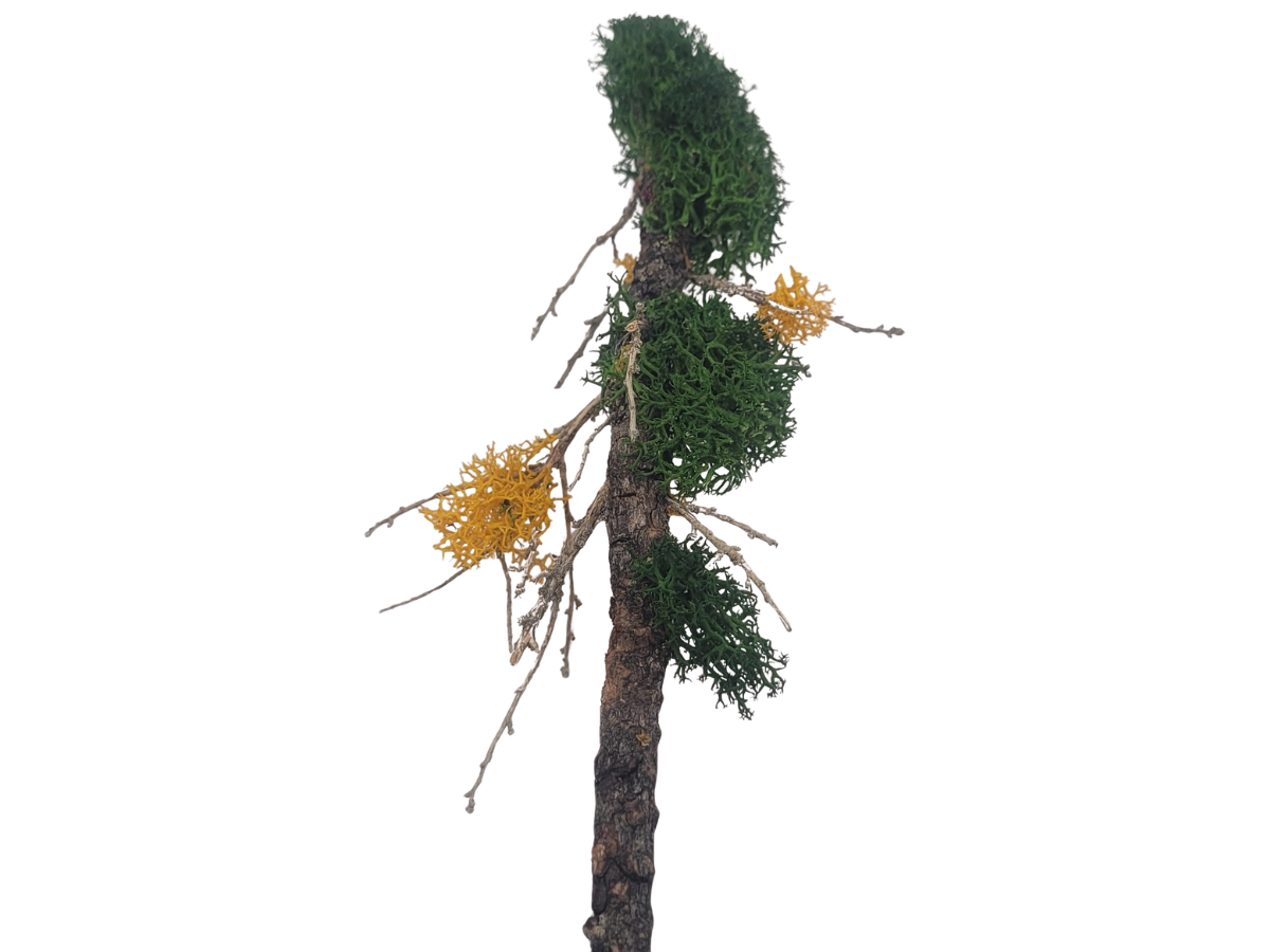 Bare Pine Tree