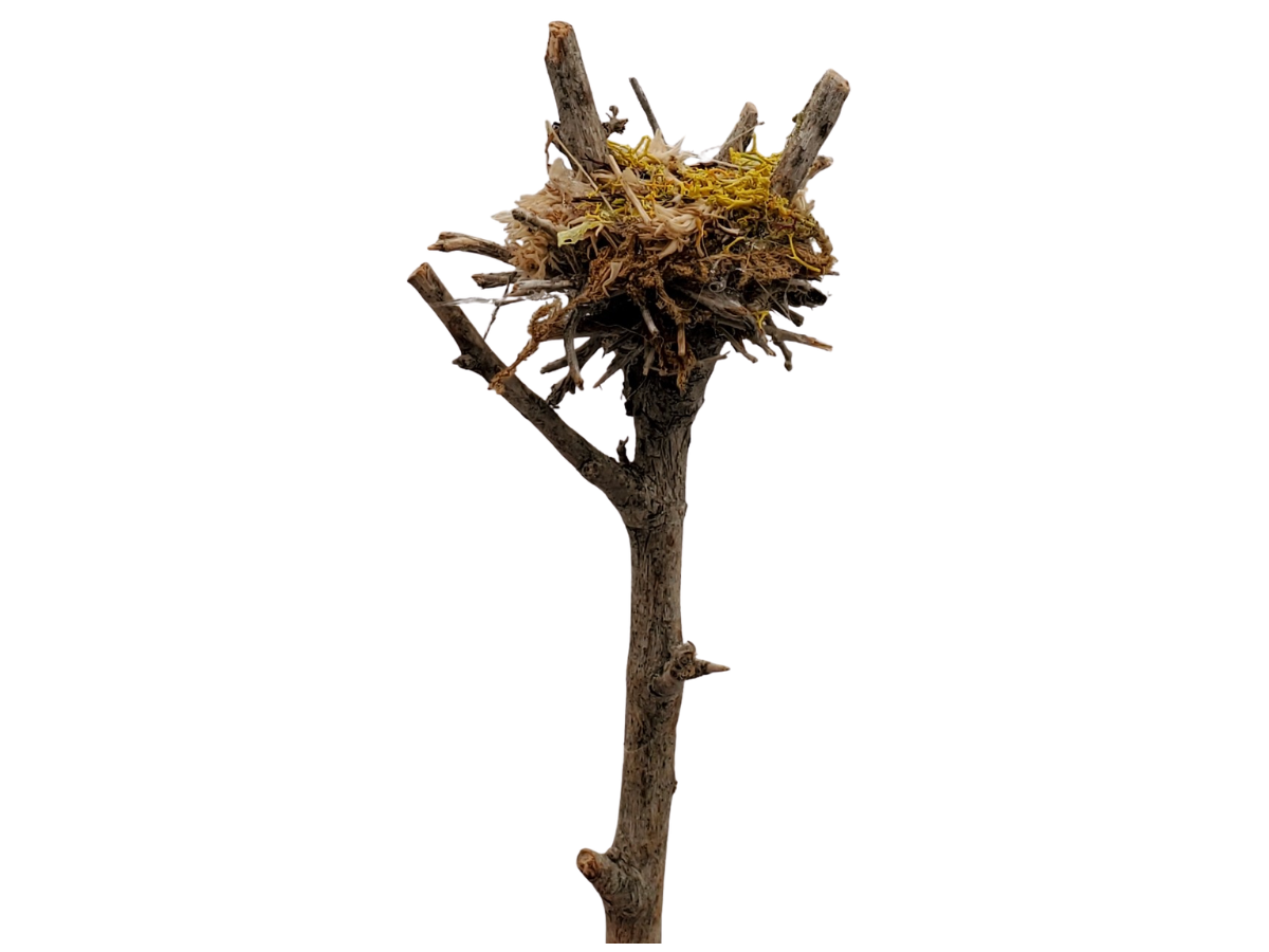 Eagle Nest