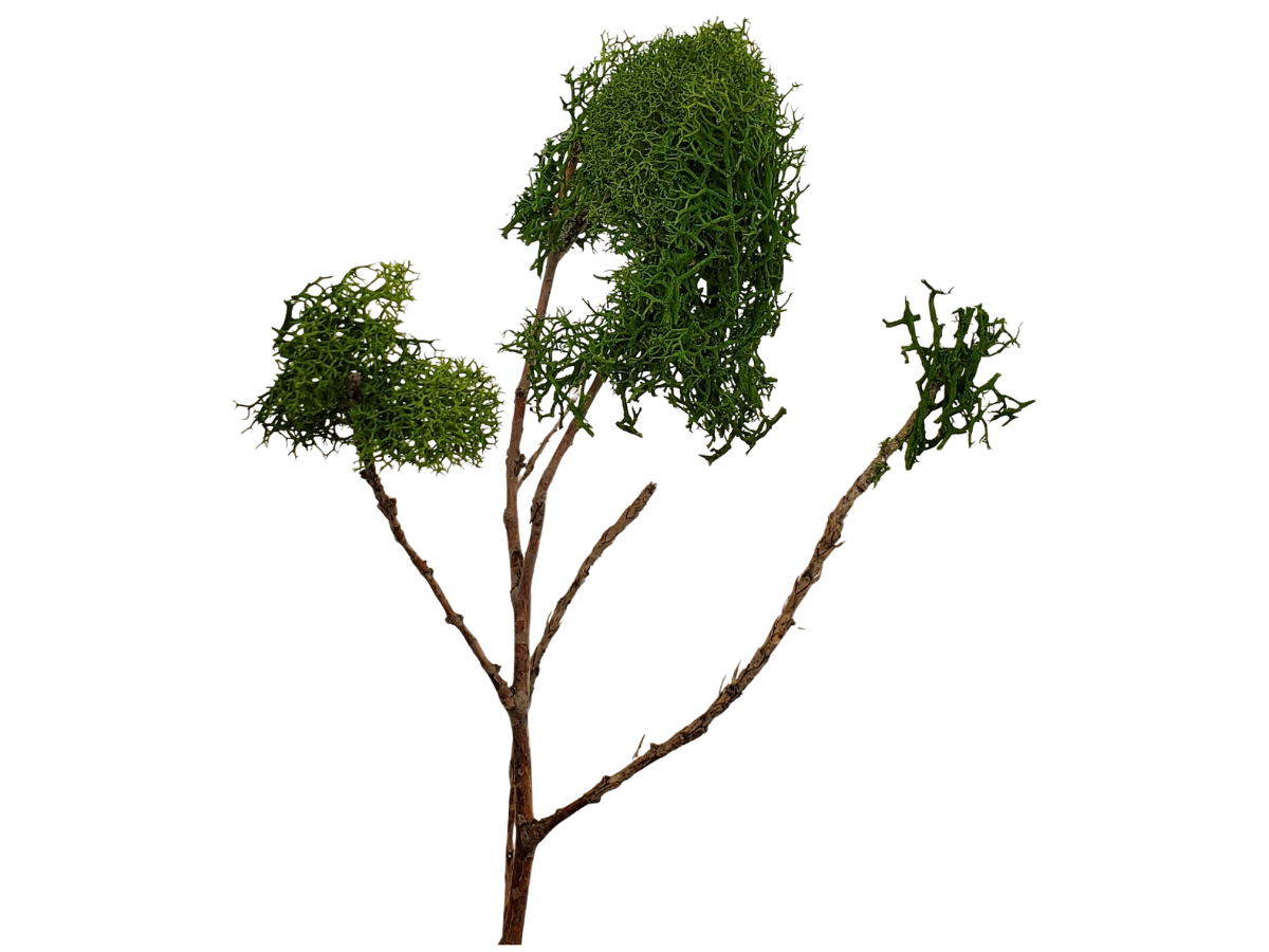 Simple Green Tree