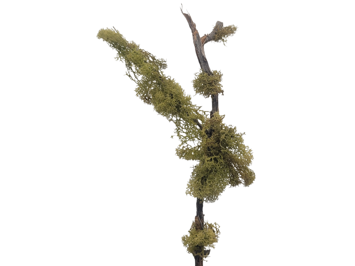 Scraggy Green Tree