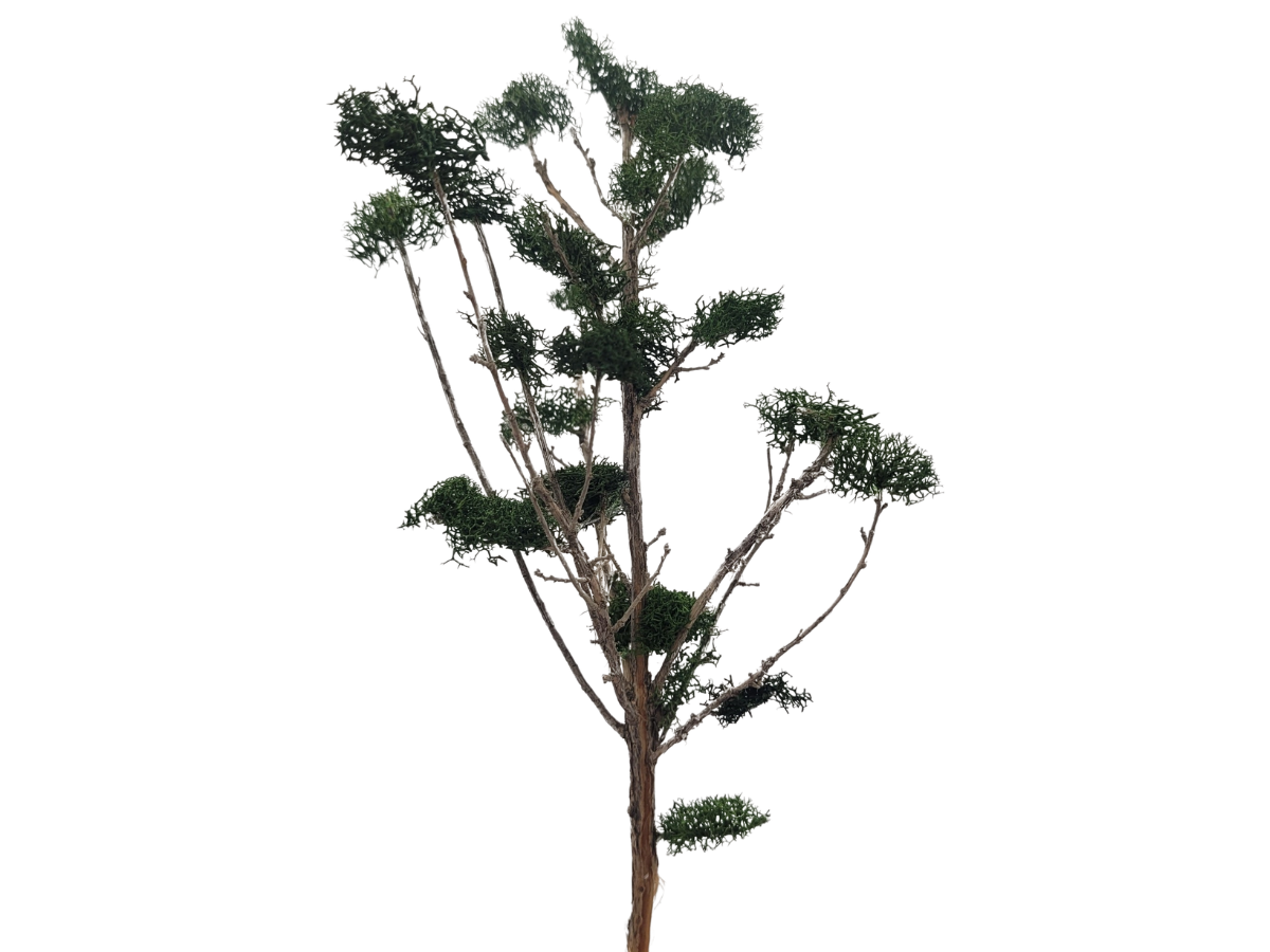 Book Cover Tree