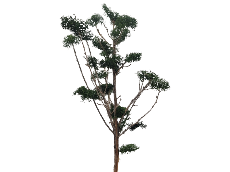 Trees & Foliage