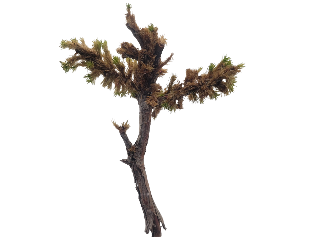 Joshua Tree