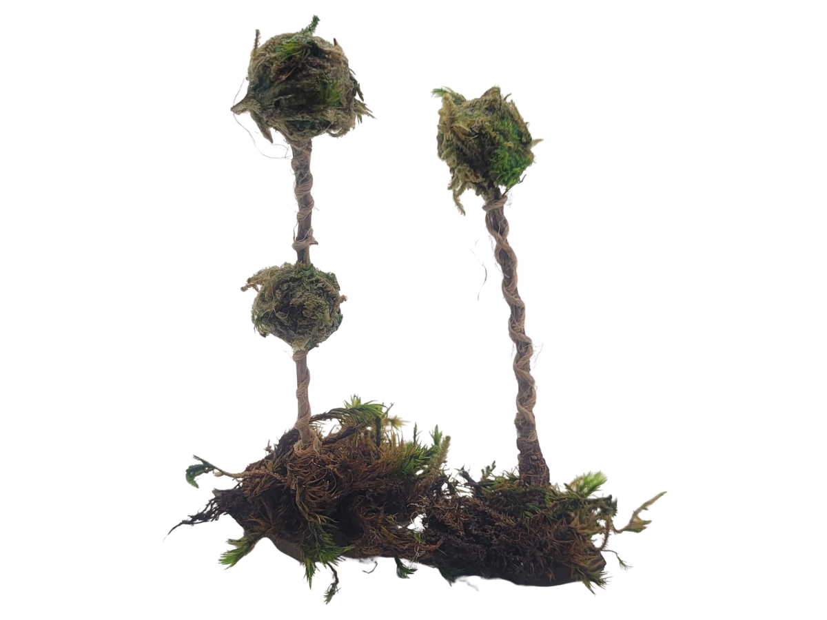 Whimsical Trees