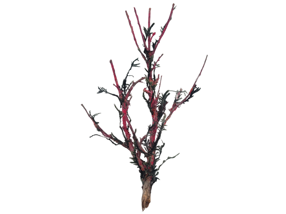 Pink Tree with Black Moss