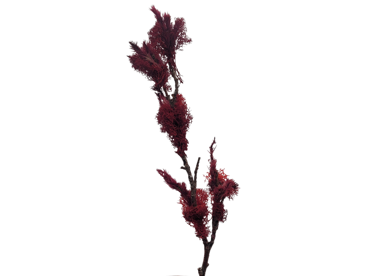 Tall Red Tree