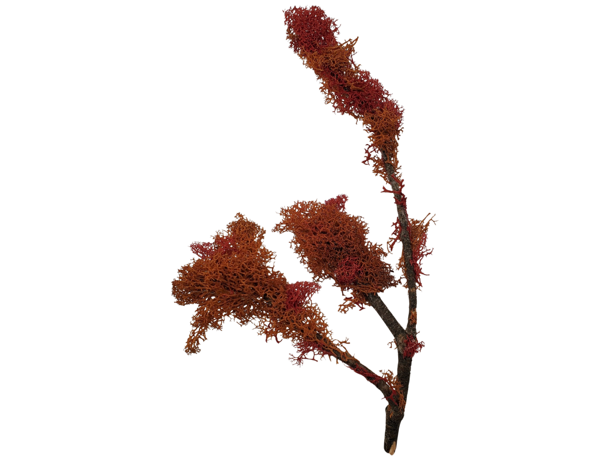 Red and Orange Tree