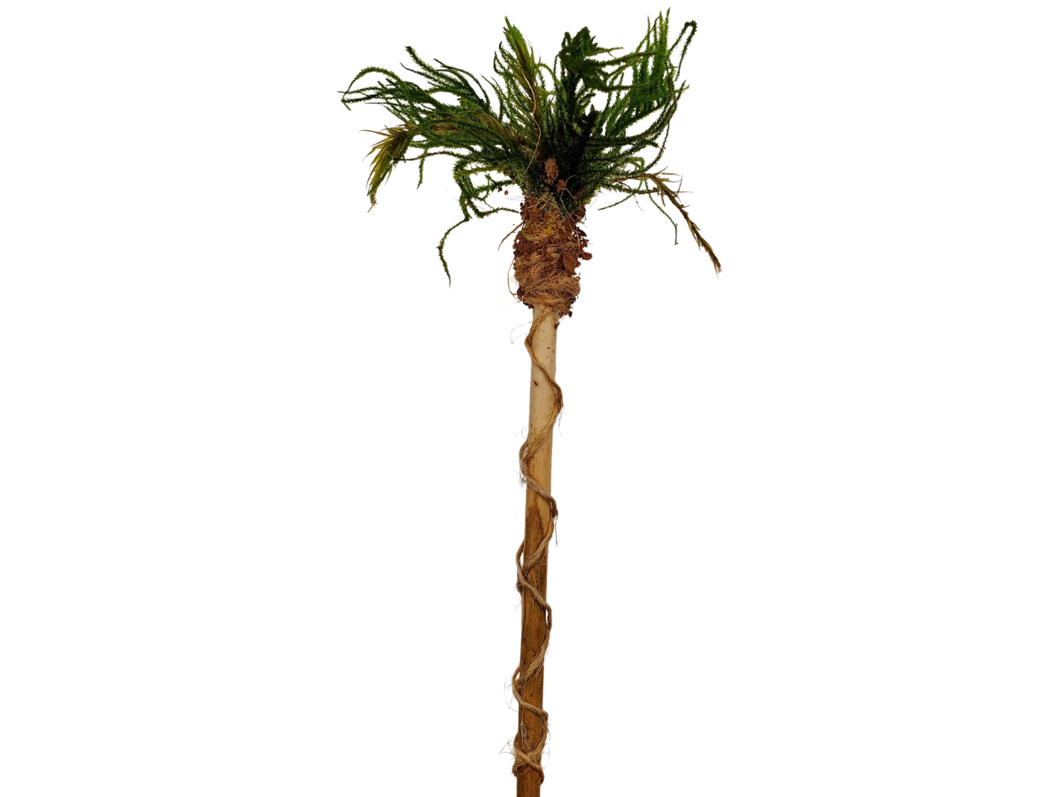Palm Tree
