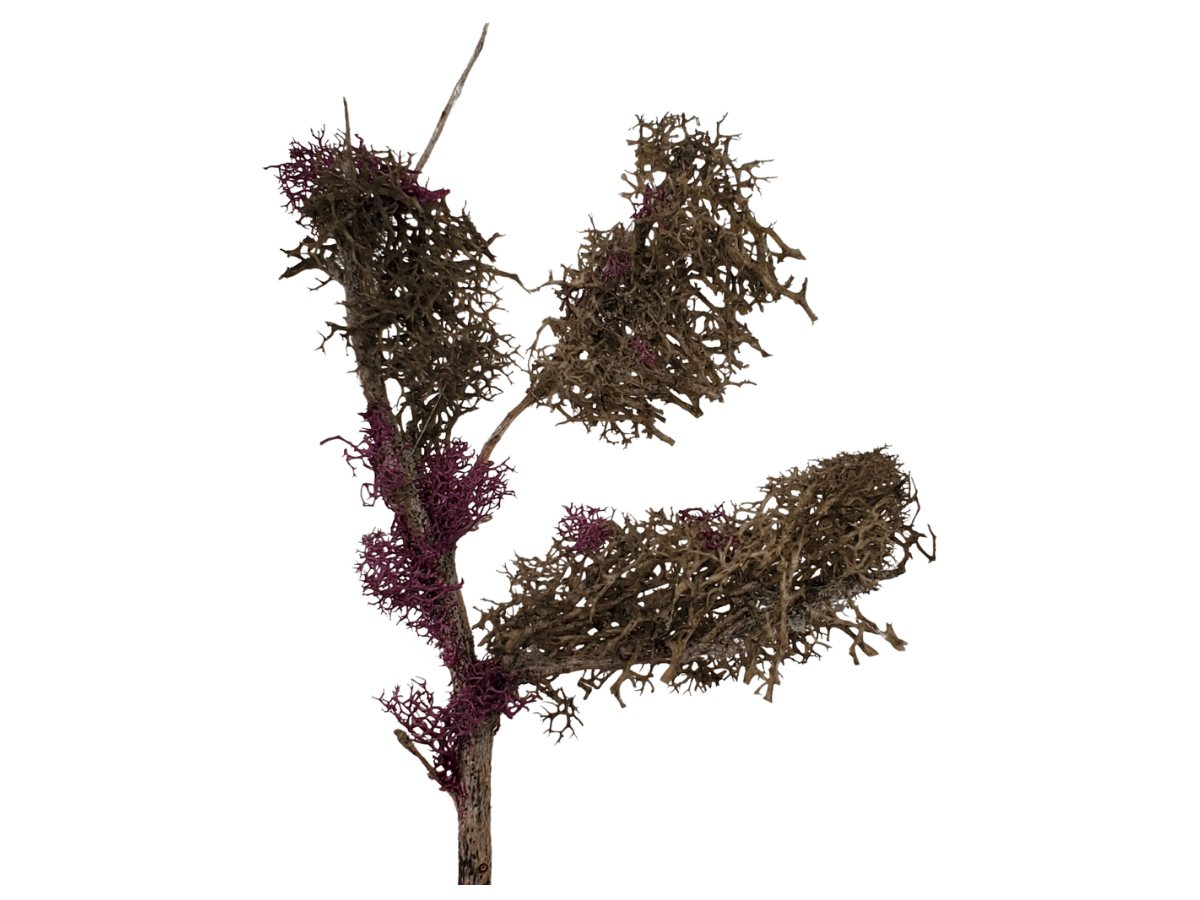 Gray and Purple Tree