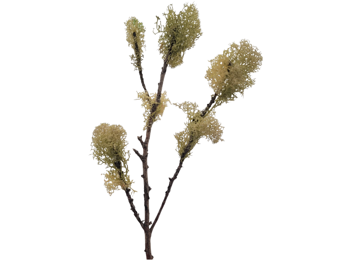 Long Branched Yellow Tree