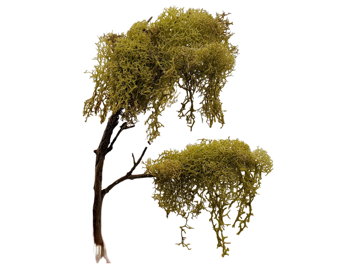 Willow Tree